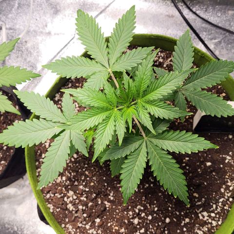 Jammy Dodgers #2 growlog timeline photo