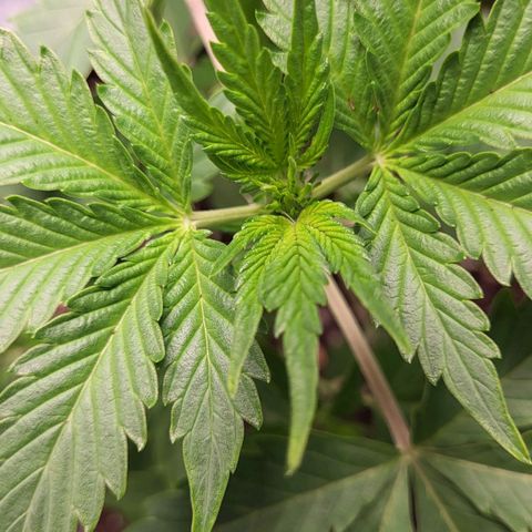 Jammy Dodgers #2 growlog timeline photo
