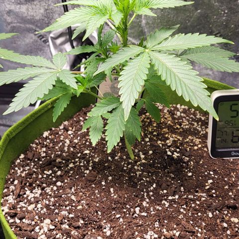 Jammy Dodgers #2 growlog timeline photo