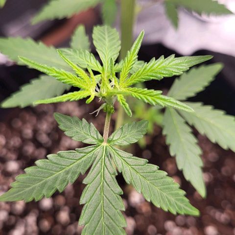 Toof Decay x Walter White growlog timeline photo