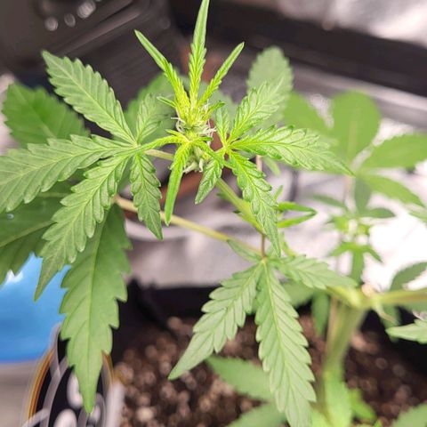 Toof Decay x Walter White growlog timeline photo
