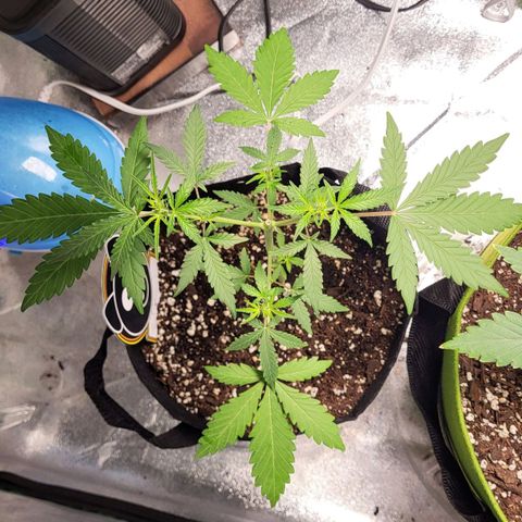 Toof Decay x Walter White growlog timeline photo