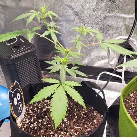 Toof Decay x Walter White growlog timeline photo