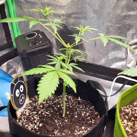 Toof Decay x Walter White growlog timeline photo