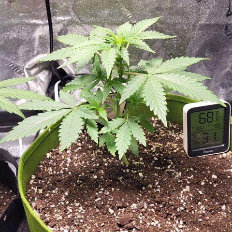 Jammy Dodgers #2 growlog timeline photo