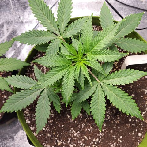 Jammy Dodgers #2 growlog timeline photo