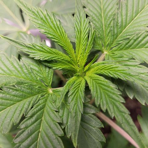 Jammy Dodgers #2 growlog timeline photo