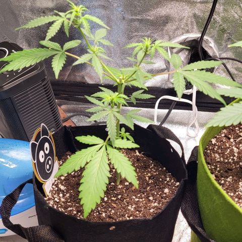 Toof Decay x Walter White growlog timeline photo