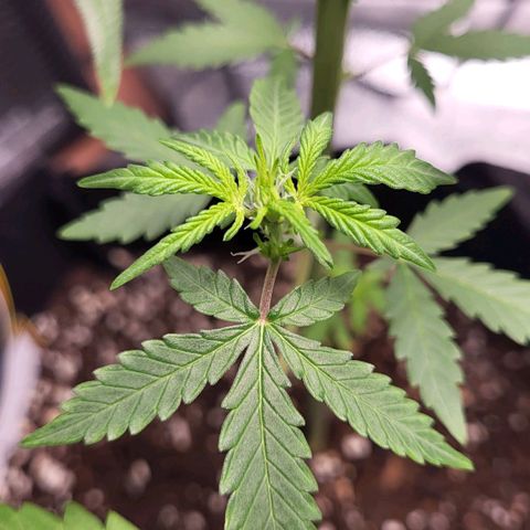 Toof Decay x Walter White growlog timeline photo