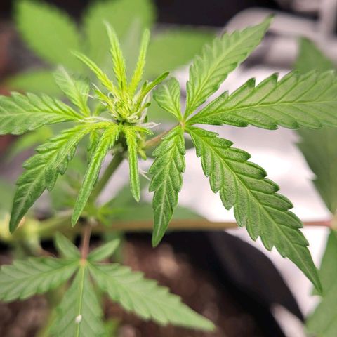 Toof Decay x Walter White growlog timeline photo