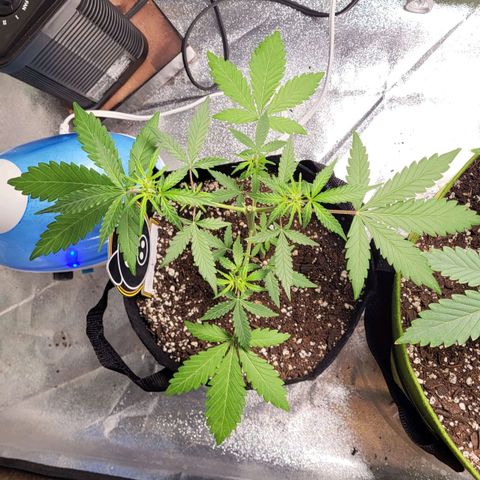 Toof Decay x Walter White growlog timeline photo