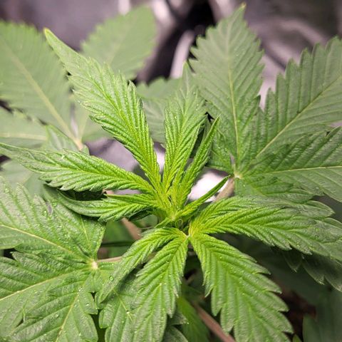 Jammy Dodgers #2 growlog photo: Tips seem burnt