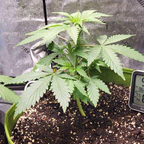 Jammy Dodgers #2 growlog photo: Tips seem burnt