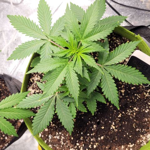 Jammy Dodgers #2 growlog photo: Tips seem burnt