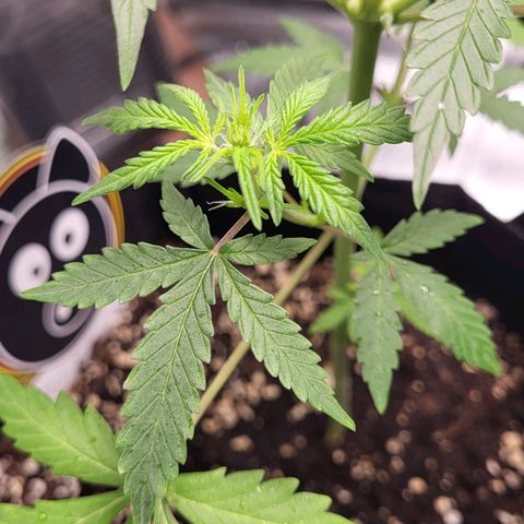 Toof Decay x Walter White growlog timeline photo
