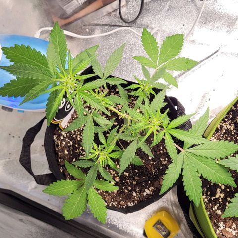 Toof Decay x Walter White growlog timeline photo