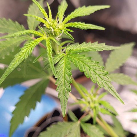 Toof Decay x Walter White growlog timeline photo