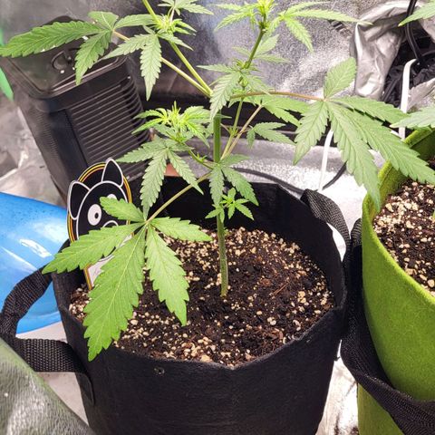 Toof Decay x Walter White growlog timeline photo