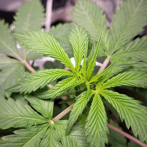 Jammy Dodgers #2 growlog timeline photo