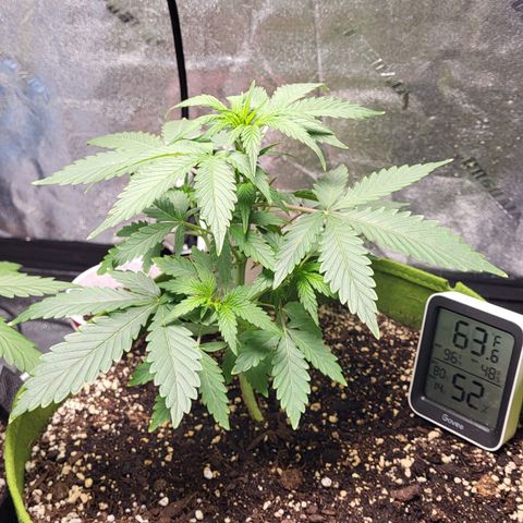 Jammy Dodgers #2 growlog timeline photo