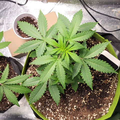 Jammy Dodgers #2 growlog timeline photo
