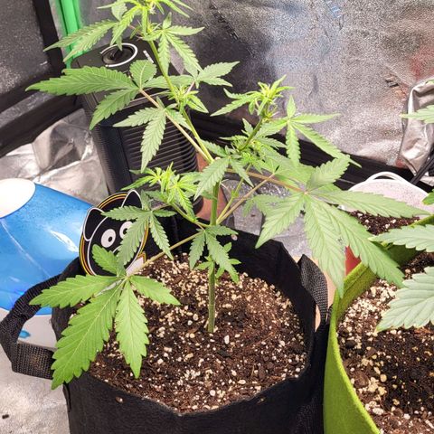 Toof Decay x Walter White growlog timeline photo
