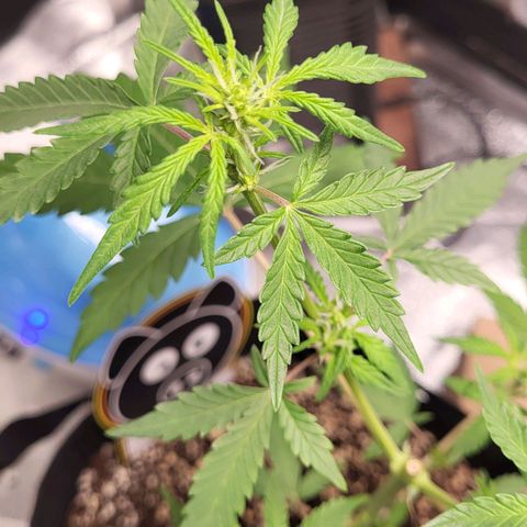 Toof Decay x Walter White growlog timeline photo