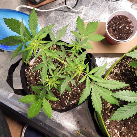 Toof Decay x Walter White growlog timeline photo