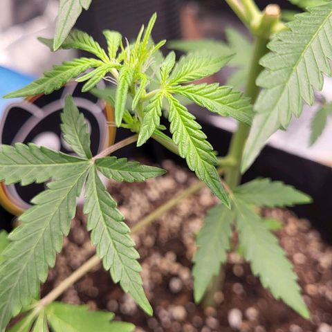 Toof Decay x Walter White growlog timeline photo