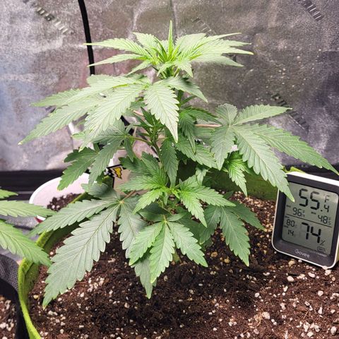 Jammy Dodgers #2 growlog timeline photo