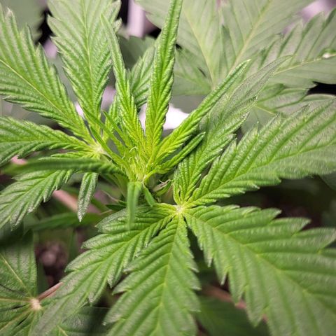Jammy Dodgers #2 growlog timeline photo