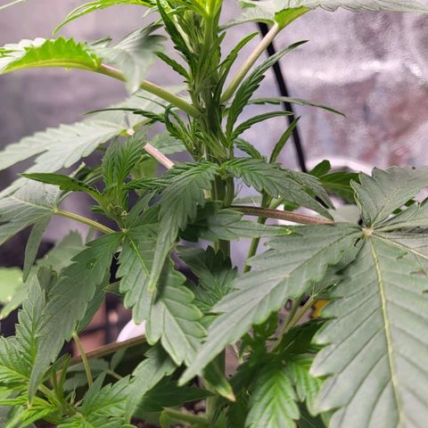 Jammy Dodgers #2 growlog timeline photo