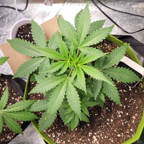 Jammy Dodgers #2 growlog timeline photo