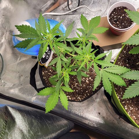 Toof Decay x Walter White growlog photo: Preflower? Maybe getting ready to flower. Super stunted