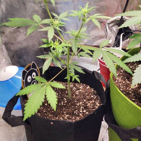 Toof Decay x Walter White growlog photo: Preflower? Maybe getting ready to flower. Super stunted