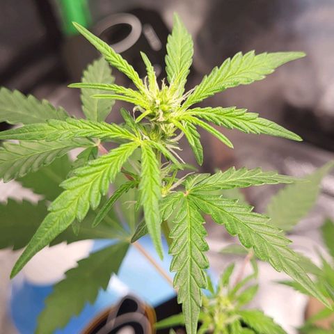 Toof Decay x Walter White growlog photo: Preflower? Maybe getting ready to flower. Super stunted