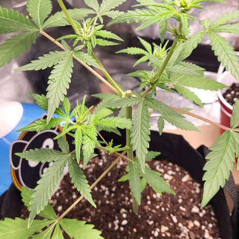 Toof Decay x Walter White growlog photo: Preflower? Maybe getting ready to flower. Super stunted