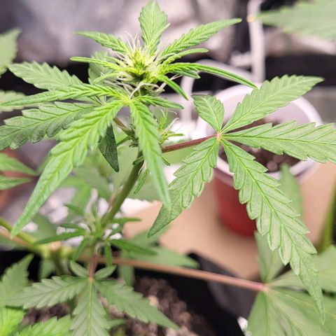 Toof Decay x Walter White growlog timeline photo