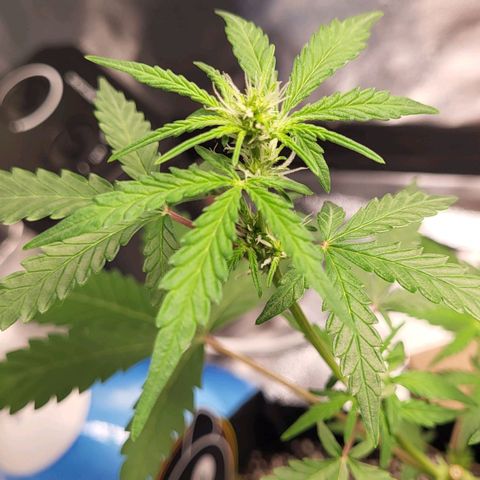Toof Decay x Walter White growlog timeline photo