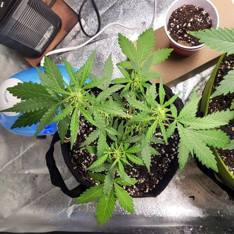 Toof Decay x Walter White growlog timeline photo