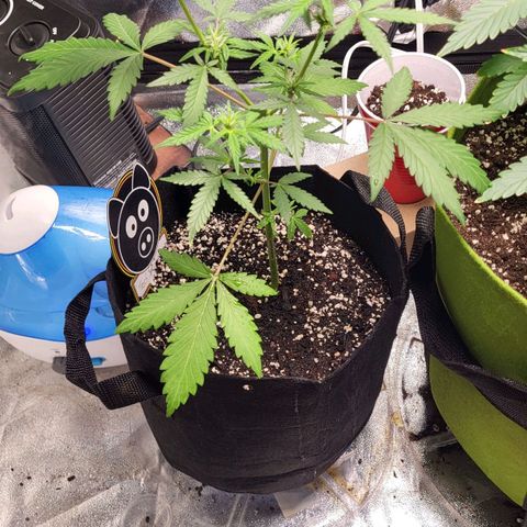 Toof Decay x Walter White growlog timeline photo