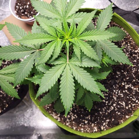 Jammy Dodgers #2 growlog timeline photo