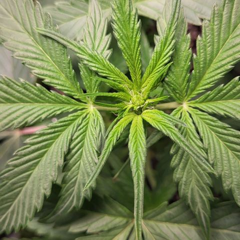 Jammy Dodgers #2 growlog timeline photo