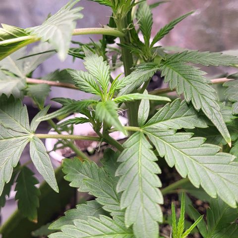 Jammy Dodgers #2 growlog timeline photo