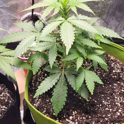 Jammy Dodgers #2 growlog timeline photo