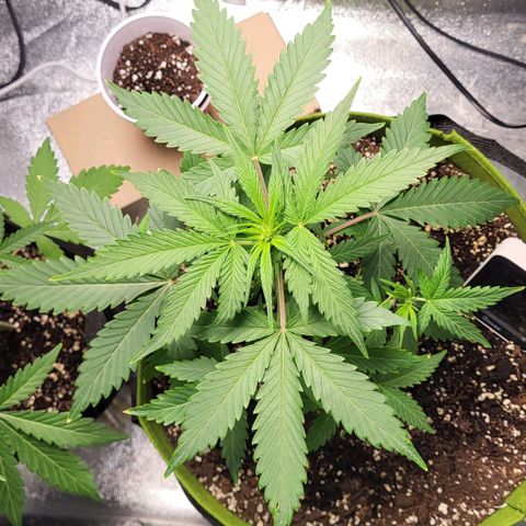 Jammy Dodgers #2 growlog timeline photo