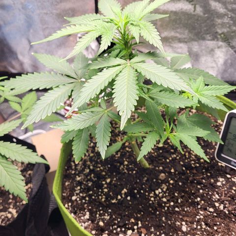 Jammy Dodgers #2 growlog timeline photo