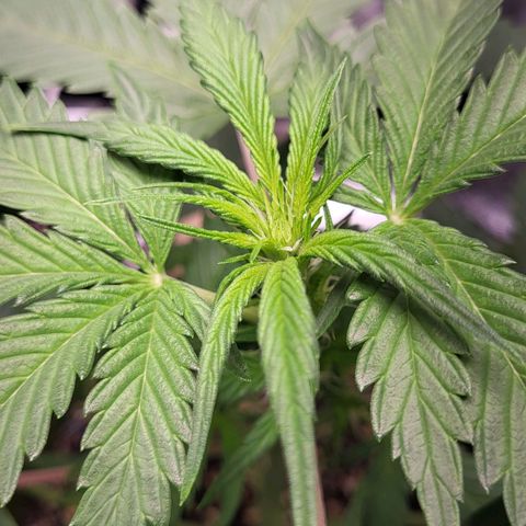 Jammy Dodgers #2 growlog timeline photo