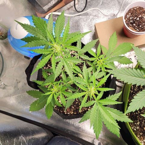 Toof Decay x Walter White growlog timeline photo