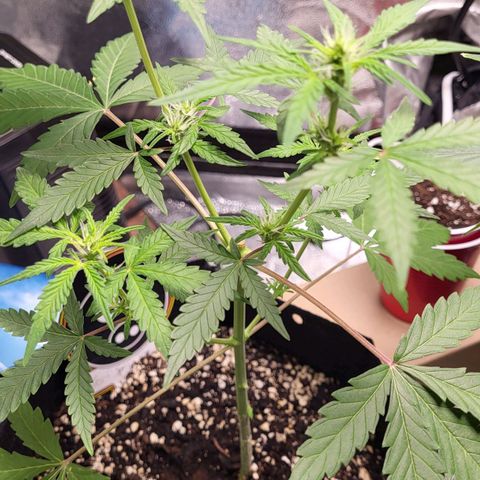 Toof Decay x Walter White growlog timeline photo